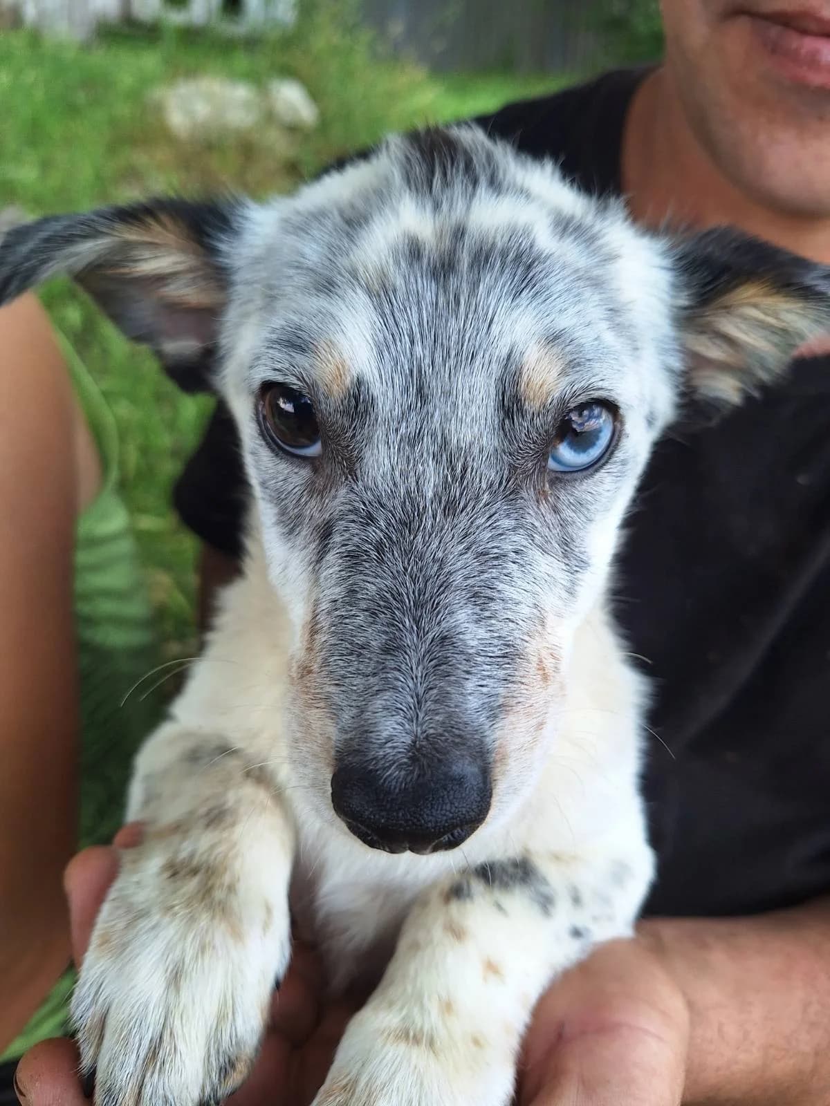 Ziggy, male Mixed Breed for adoption at Action 4 Pets, France