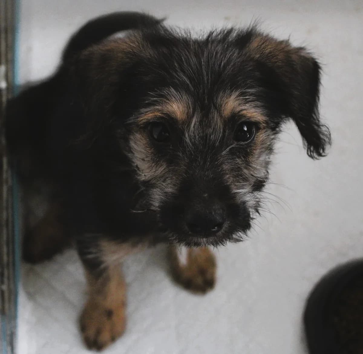 Zach, male Mixed Breed for adoption at Action 4 Pets, France