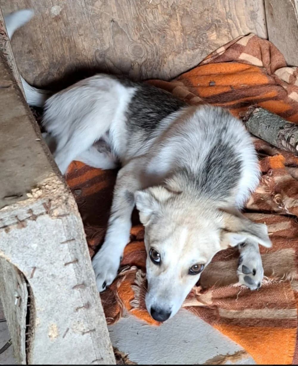 Uziel, male Mixed Breed for adoption at Action 4 Pets, France