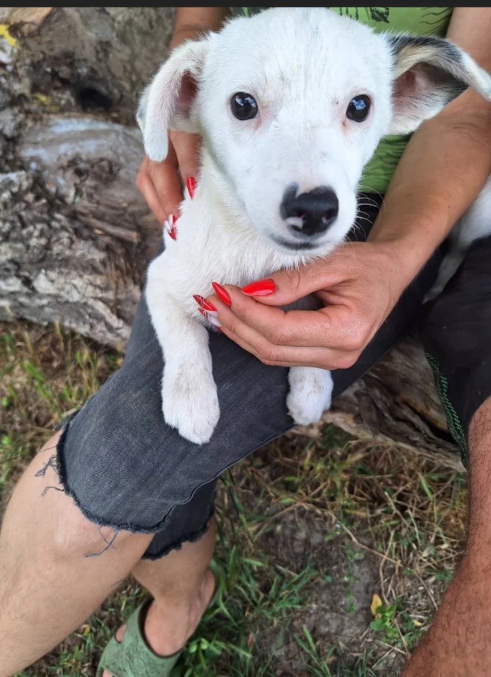 Zadig, male Mixed Breed for adoption at Action 4 Pets, France
