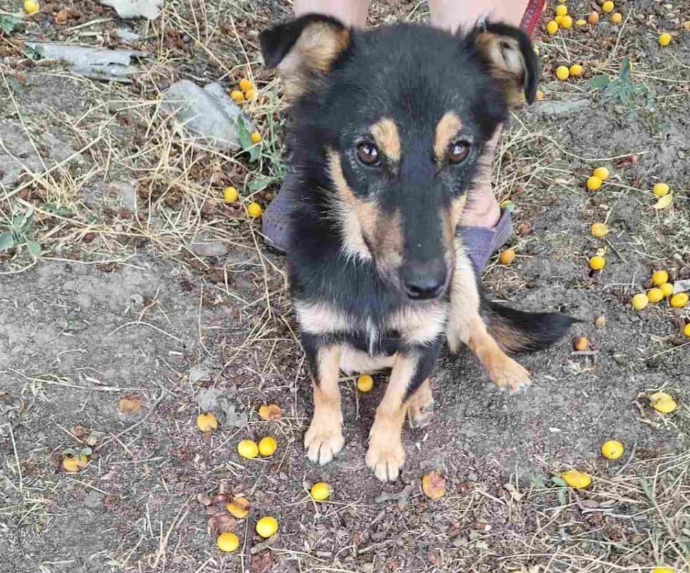 Tilde, female Mixed Breed for adoption at Action 4 Pets, France