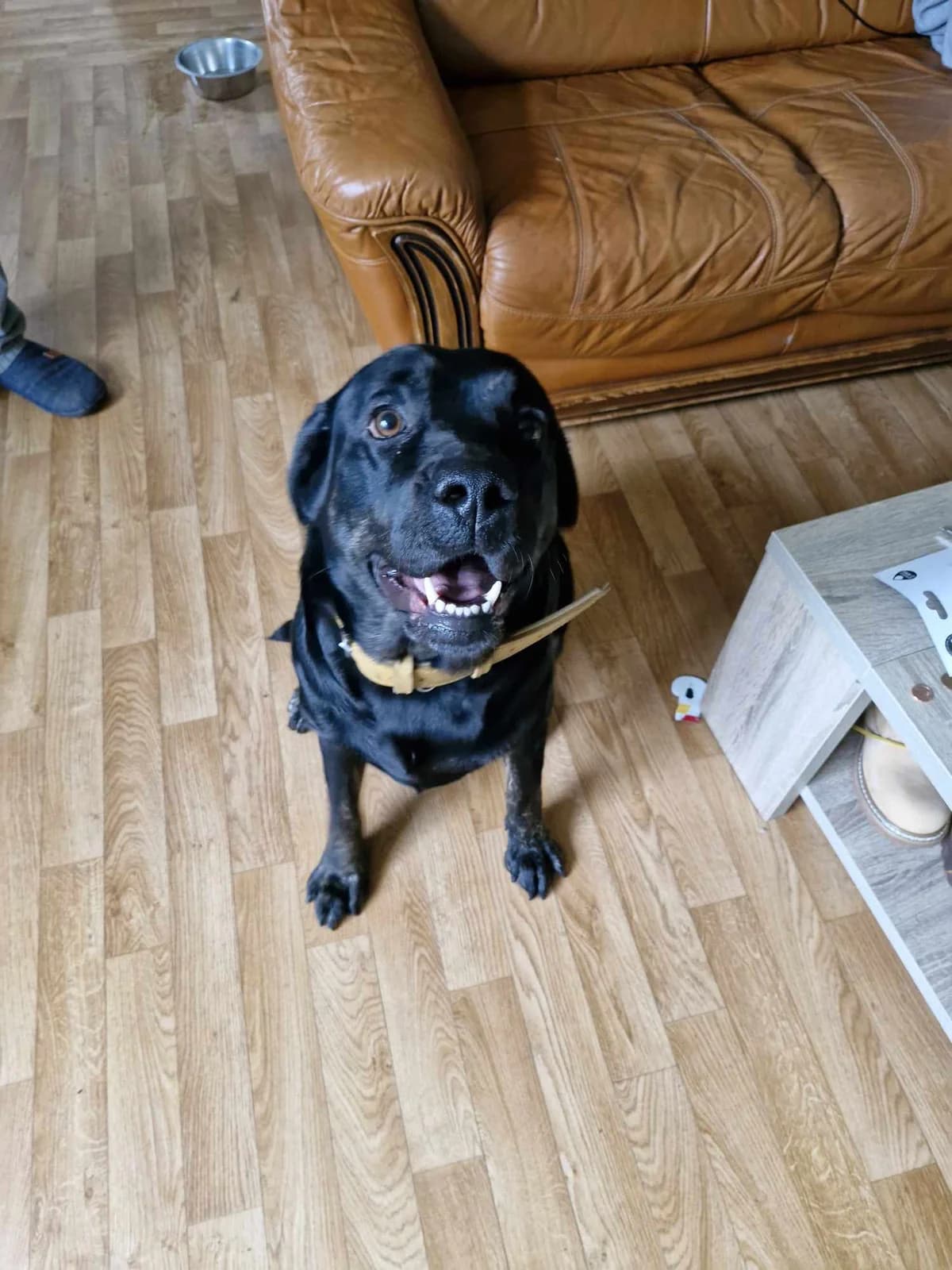 Saïko, female Labrador Retriever for adoption at Action 4 Pets, France