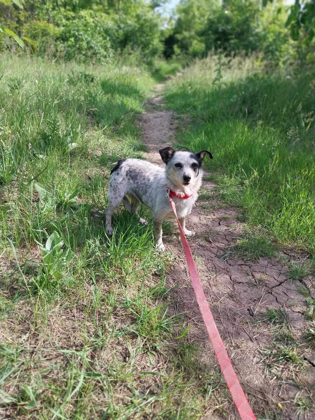 Stella, female Mixed Breed for adoption at Action 4 Pets, France