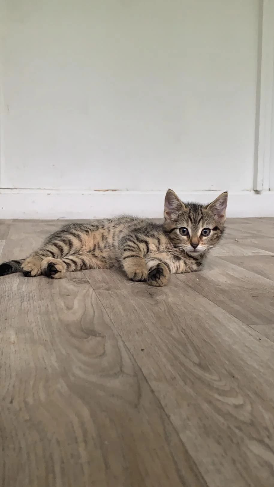 Venom, male young European Shorthair for adoption at Action 4 Pets, action 4 pets