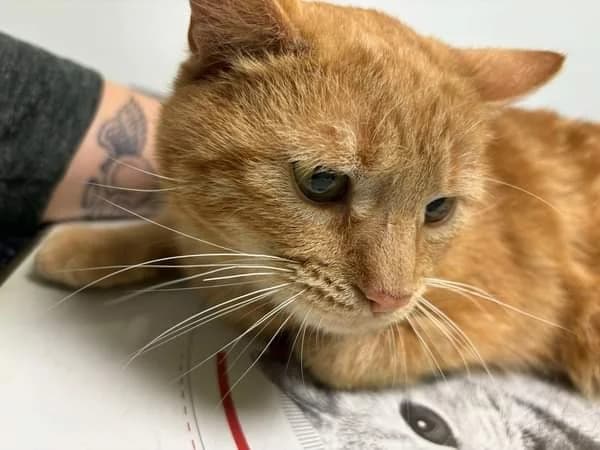 Uzzy, male 3yo European Shorthair for adoption at Action 4 Pets, action 4 pets