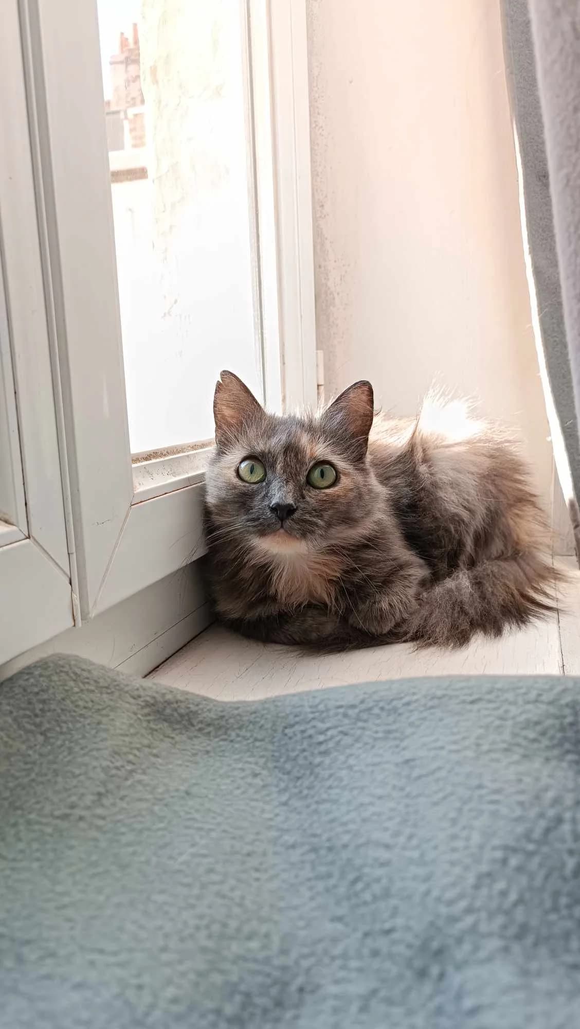Soraka, female 5yo European Shorthair for adoption at Action 4 Pets, action 4 pets