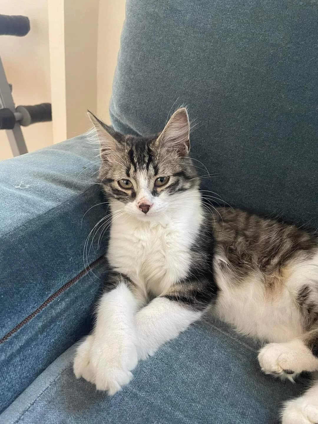 Zéphyr, male puppy European Shorthair for adoption at Action 4 Pets, action 4 pets