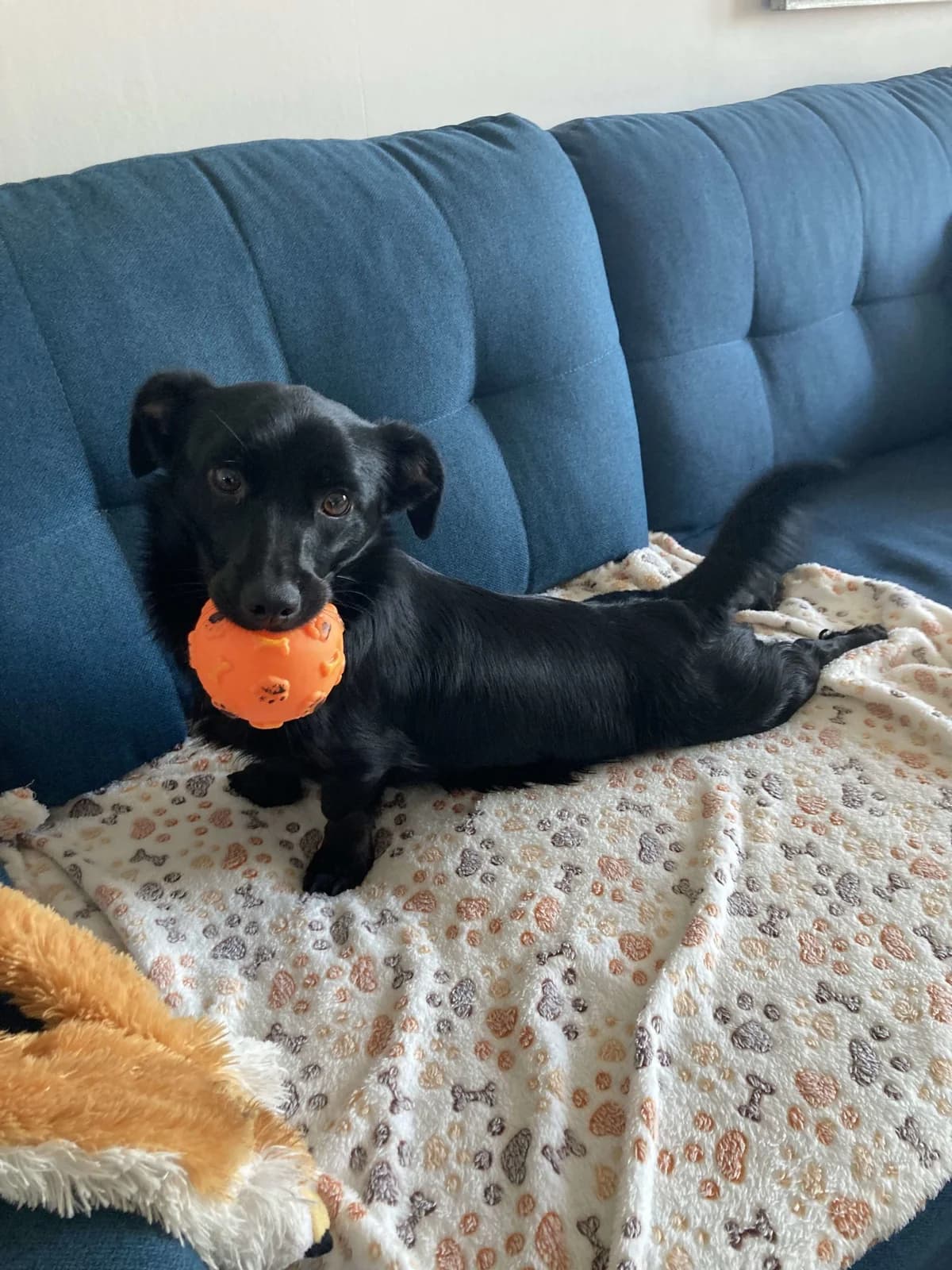 Thelma, female Mixed Breed for adoption at Action 4 Pets, France