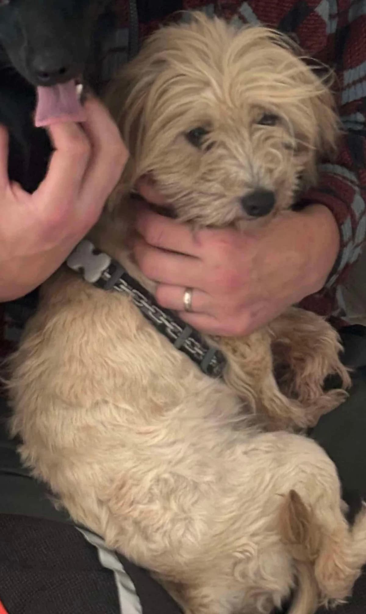 Snow, female Shih Tzu for adoption at Action 4 Pets, France