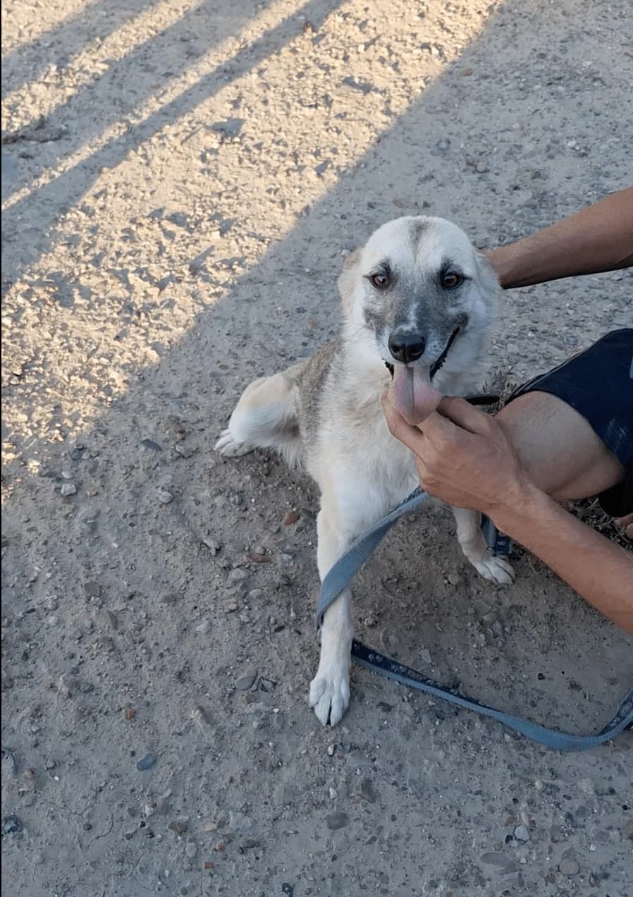 Prim, female Mixed Breed for adoption at Action 4 Pets, France