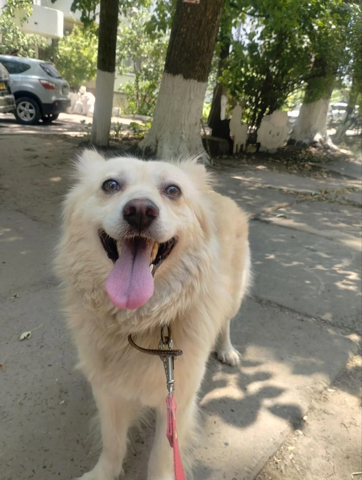 Nanuq, male Mixed Breed for adoption at Action 4 Pets, France