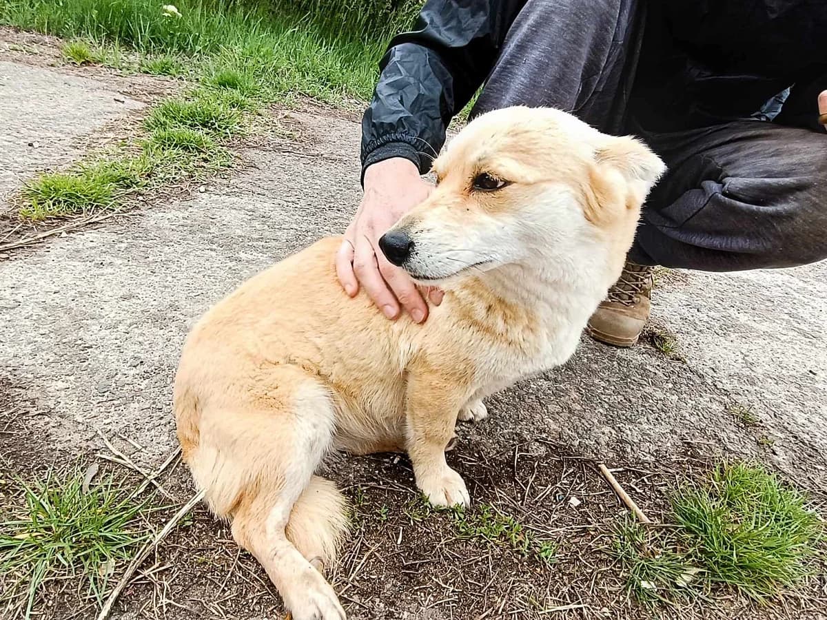 Syndra, female young Mixed Breed for adoption at Action 4 Pets, France