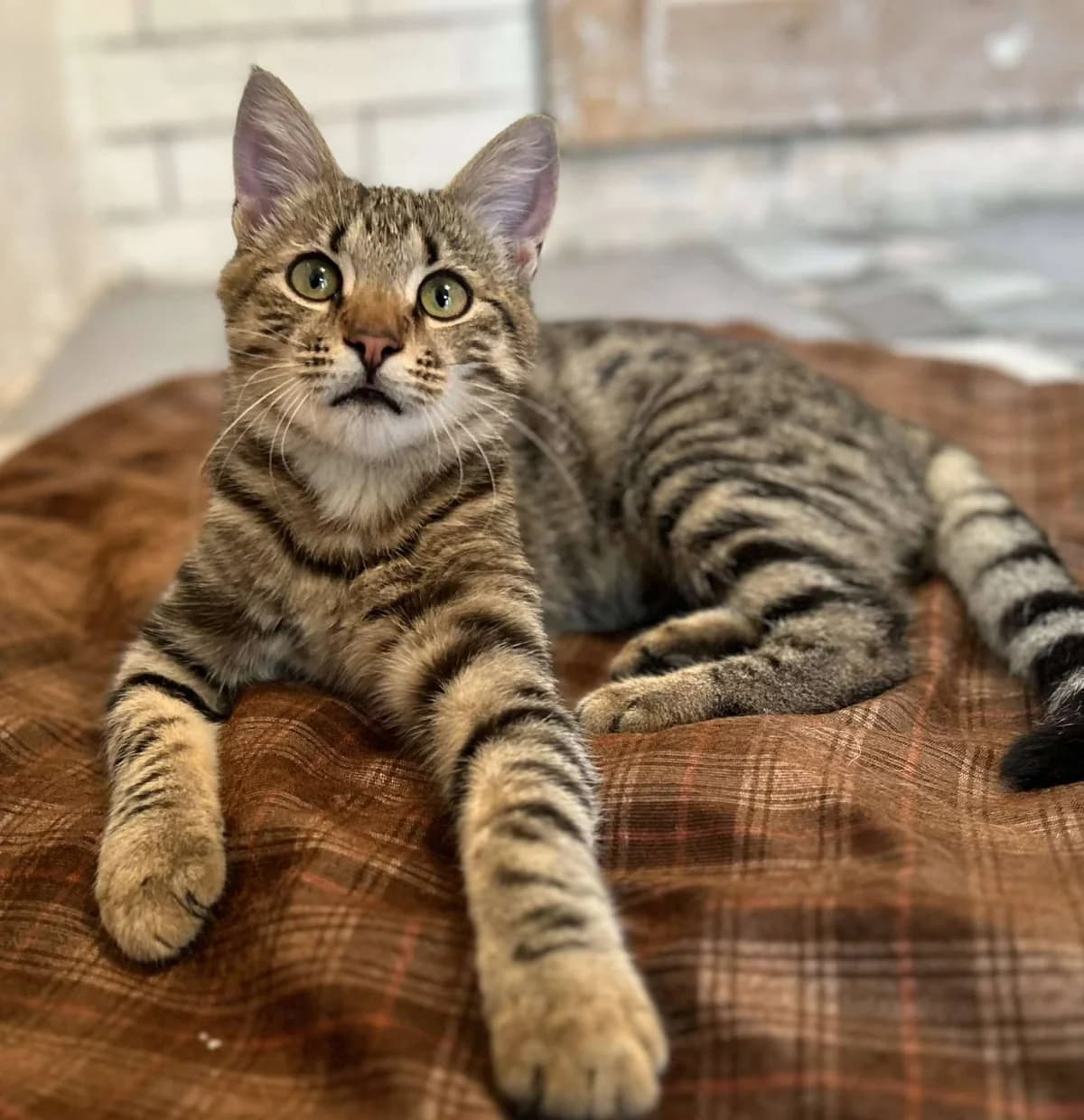 Yamakasi, male young European Shorthair for adoption at Action 4 Pets, action 4 pets