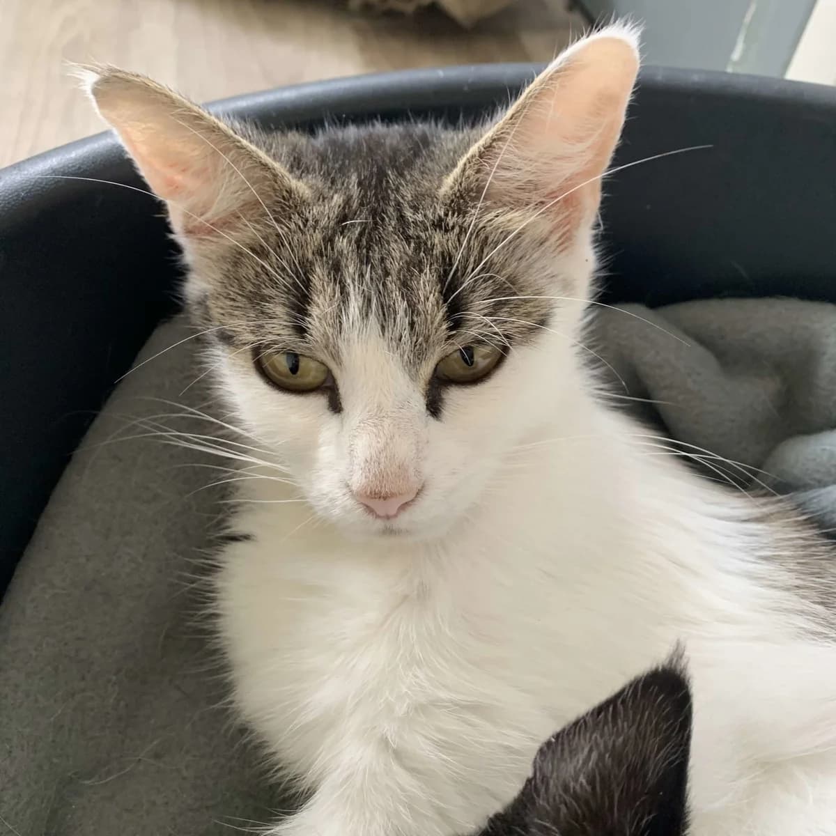 Tijuana, female 4yo European Shorthair for adoption at Action 4 Pets, action 4 pets