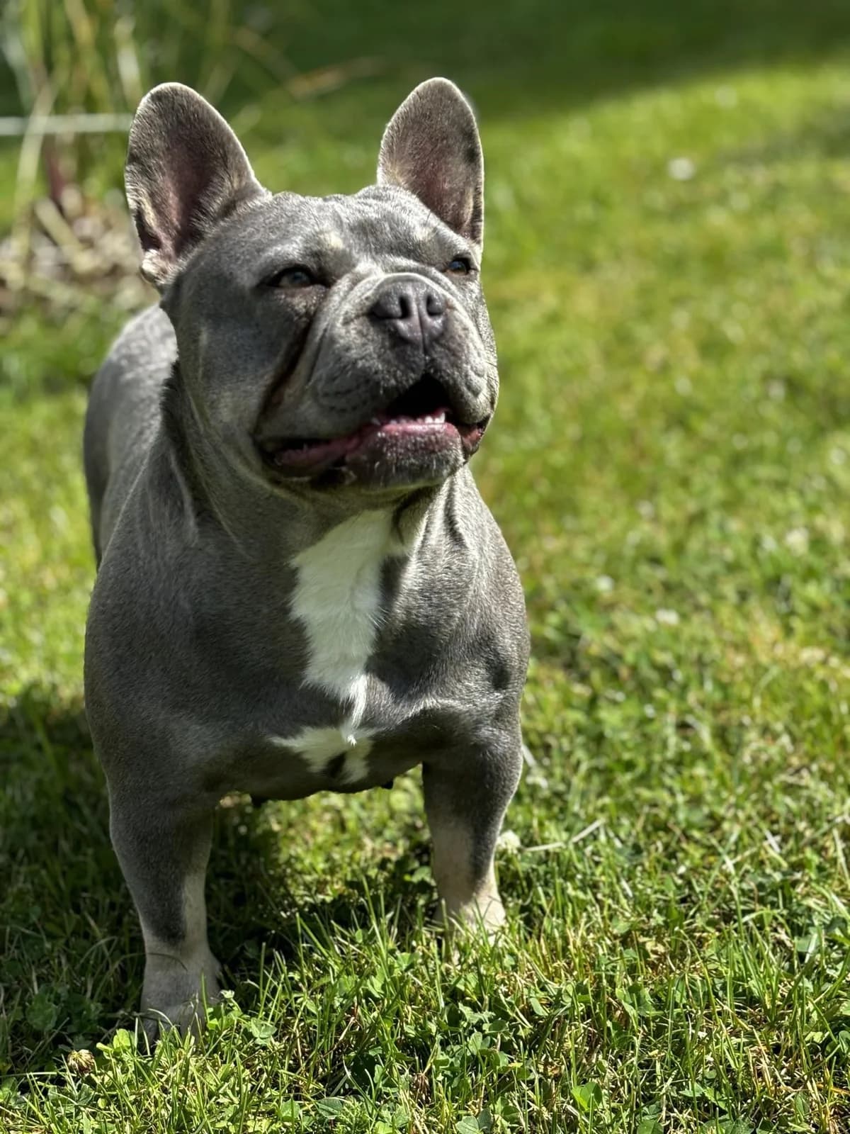 Torpille, female English Bulldog for adoption at Action 4 Pets, France