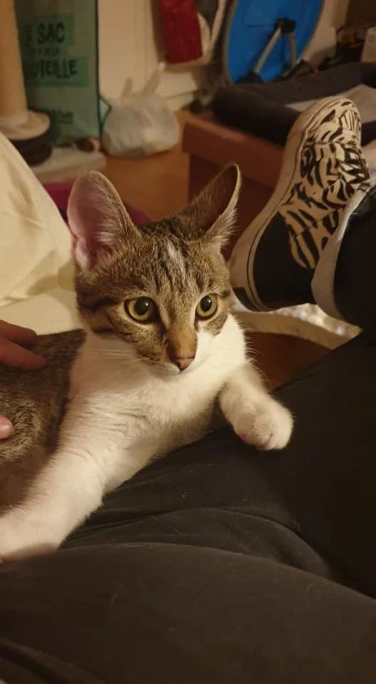 Sortilège, male 5yo European Shorthair for adoption at Action 4 Pets, France