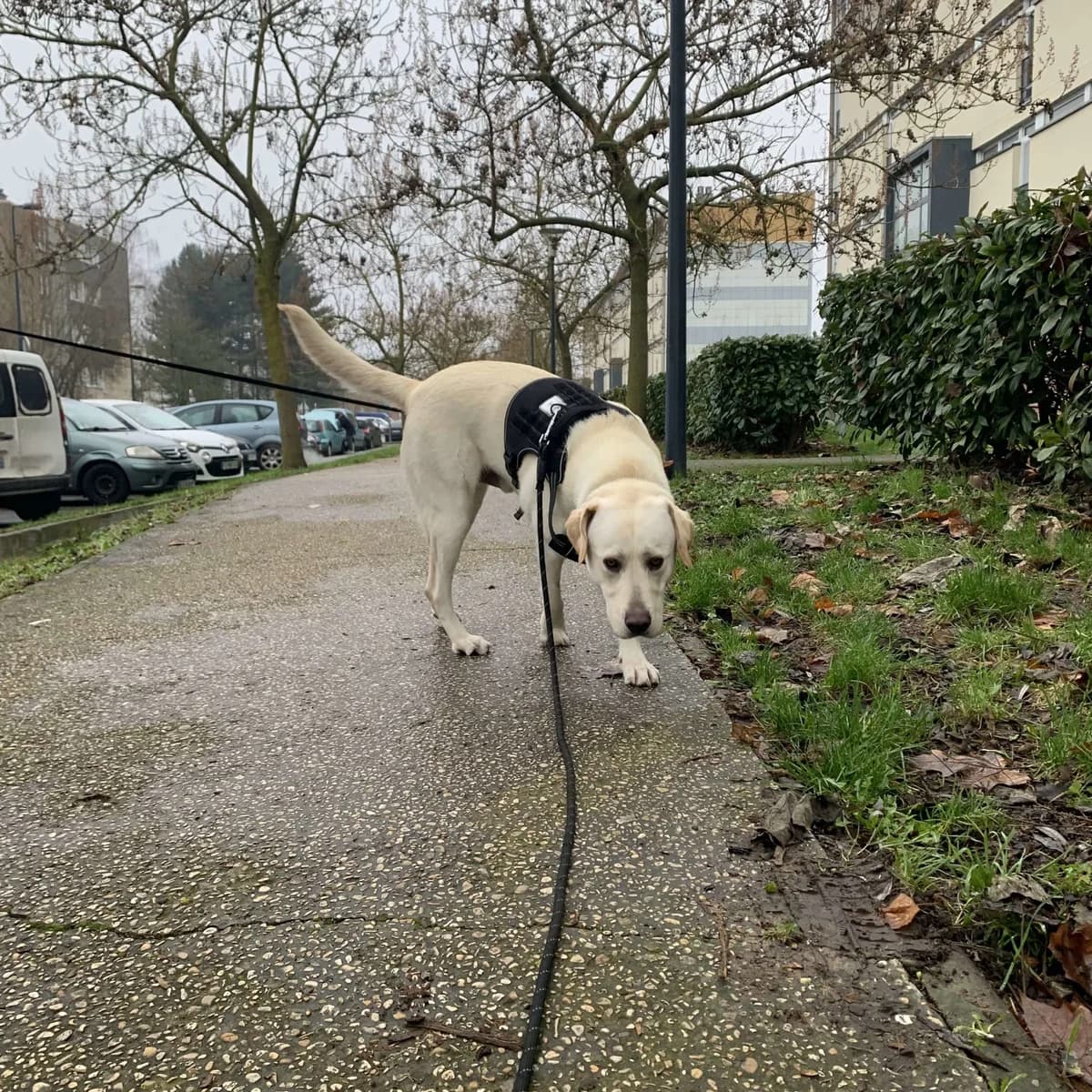 Umbro, male Labrador Retriever for adoption at Action 4 Pets, France