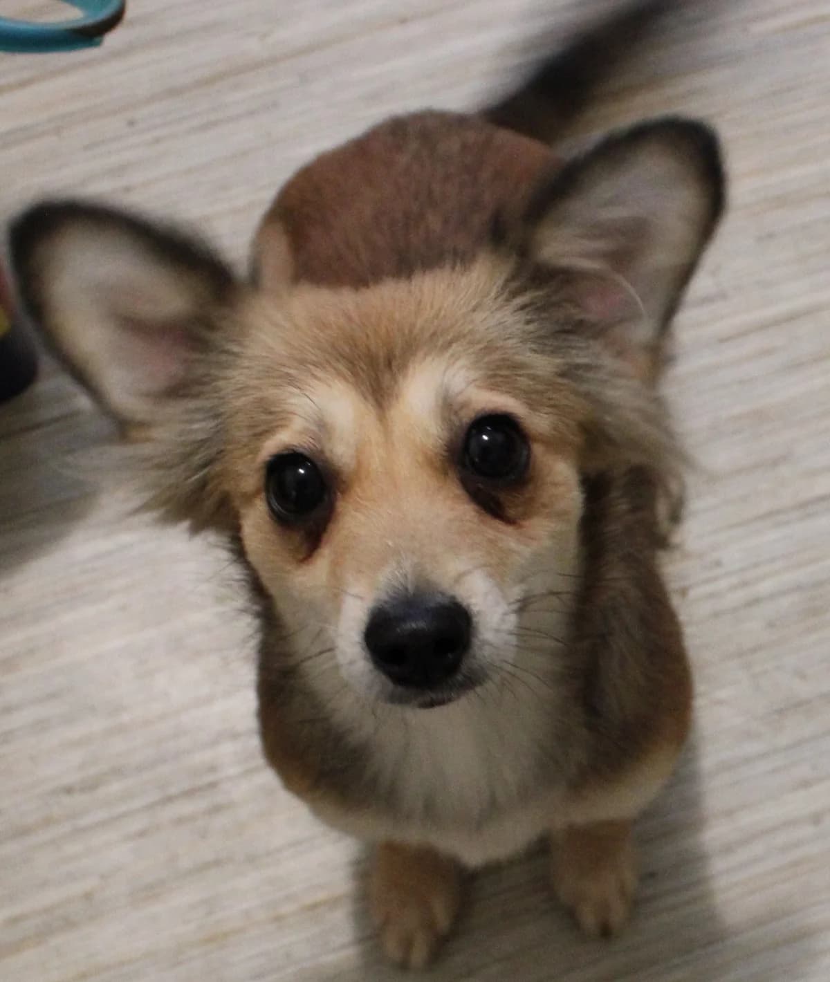 Utah, female Mixed Breed for adoption at Action 4 Pets, France
