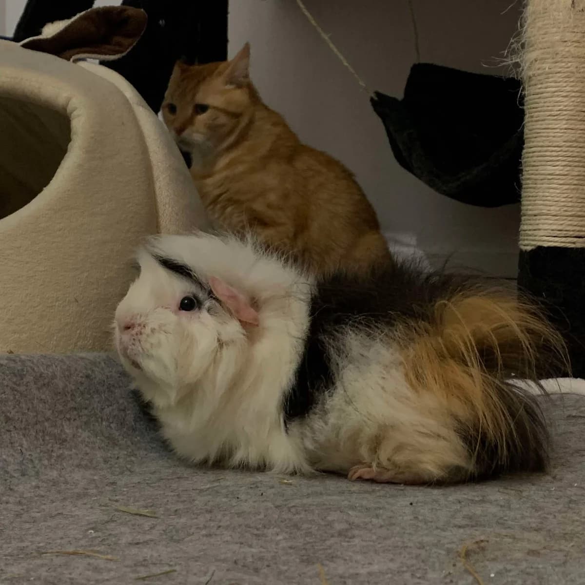 Ravioli, male mixed breed for adoption at Action 4 Pets, France