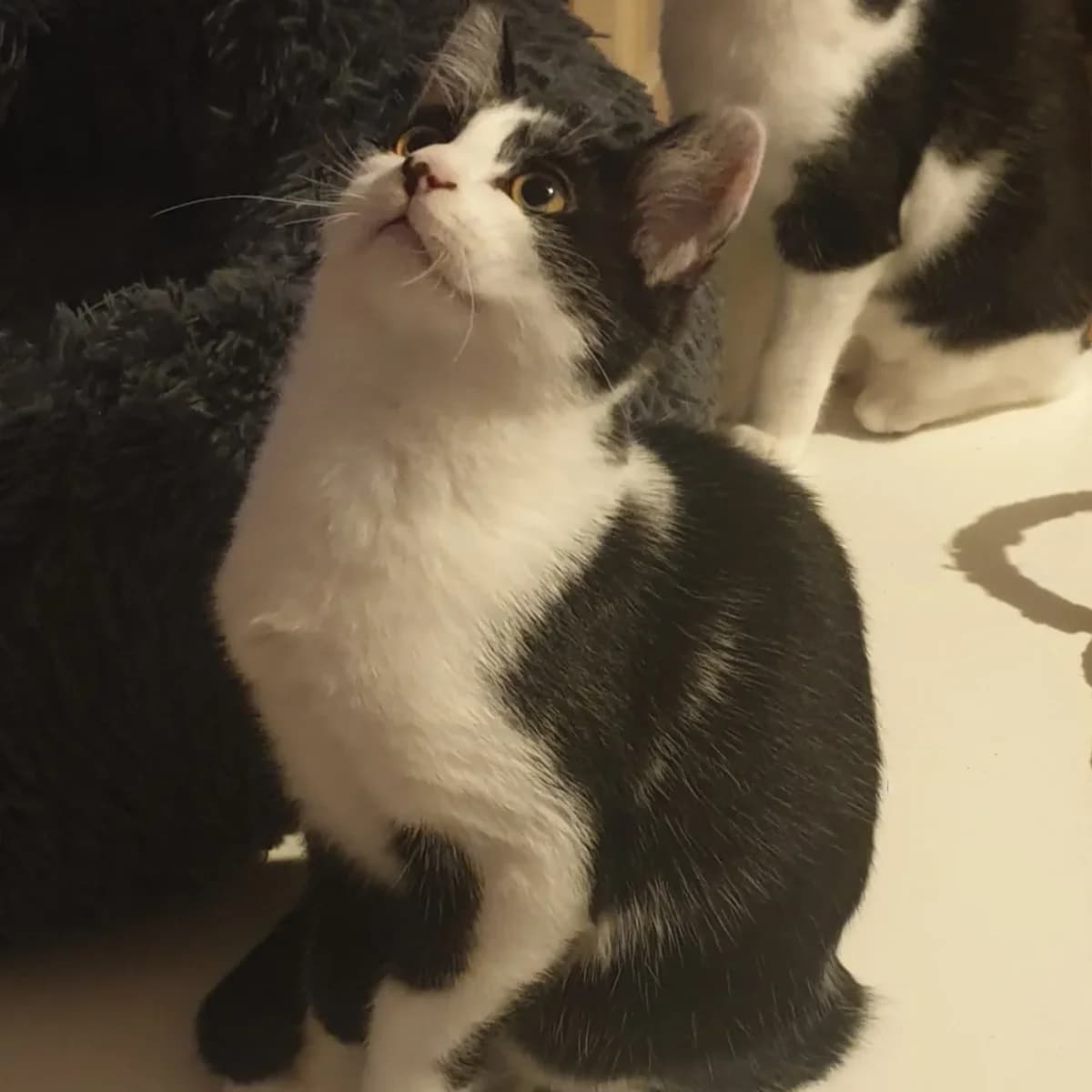 Wolverine, male young European Shorthair for adoption at Action 4 Pets, action 4 pets