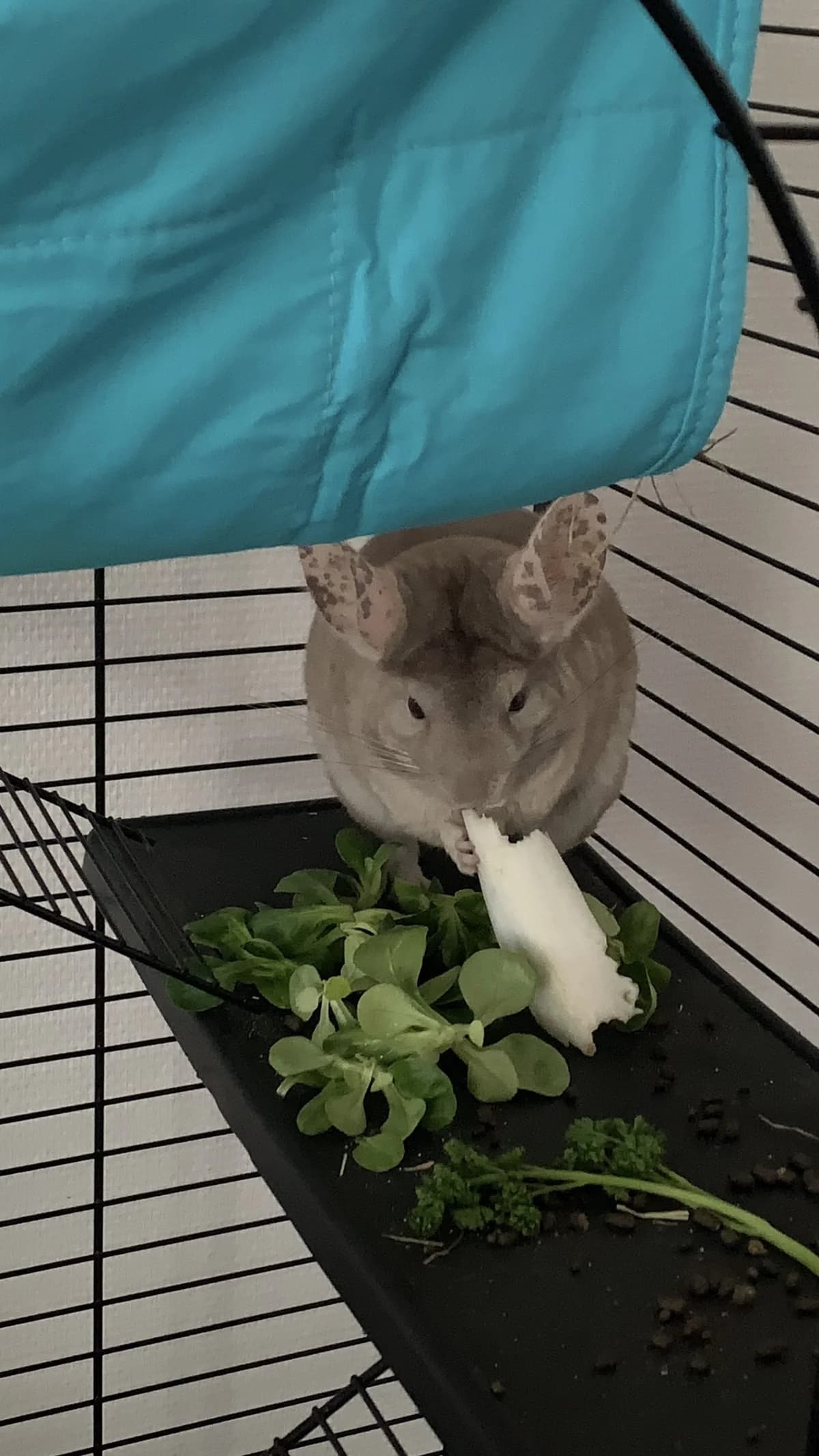 Saaya, female 5yo Chinchilla for adoption at Action 4 Pets, France