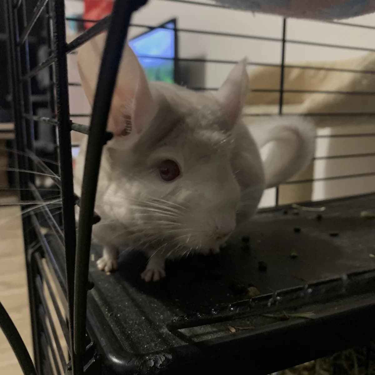 Tagada, female 4yo Chinchilla for adoption at Action 4 Pets, France