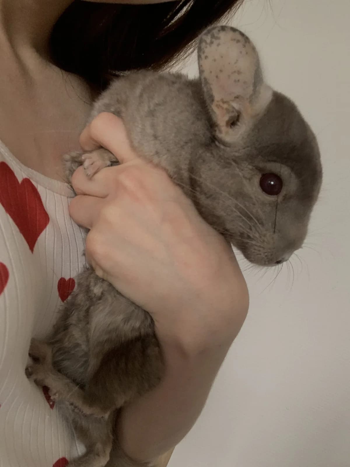 Samalo, male 5yo Chinchilla for adoption at Action 4 Pets, France