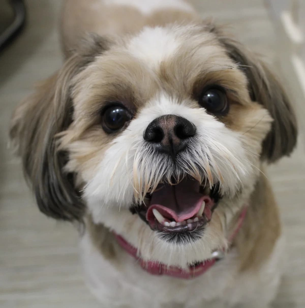 Paris, female Shih Tzu for adoption at Action 4 Pets, France