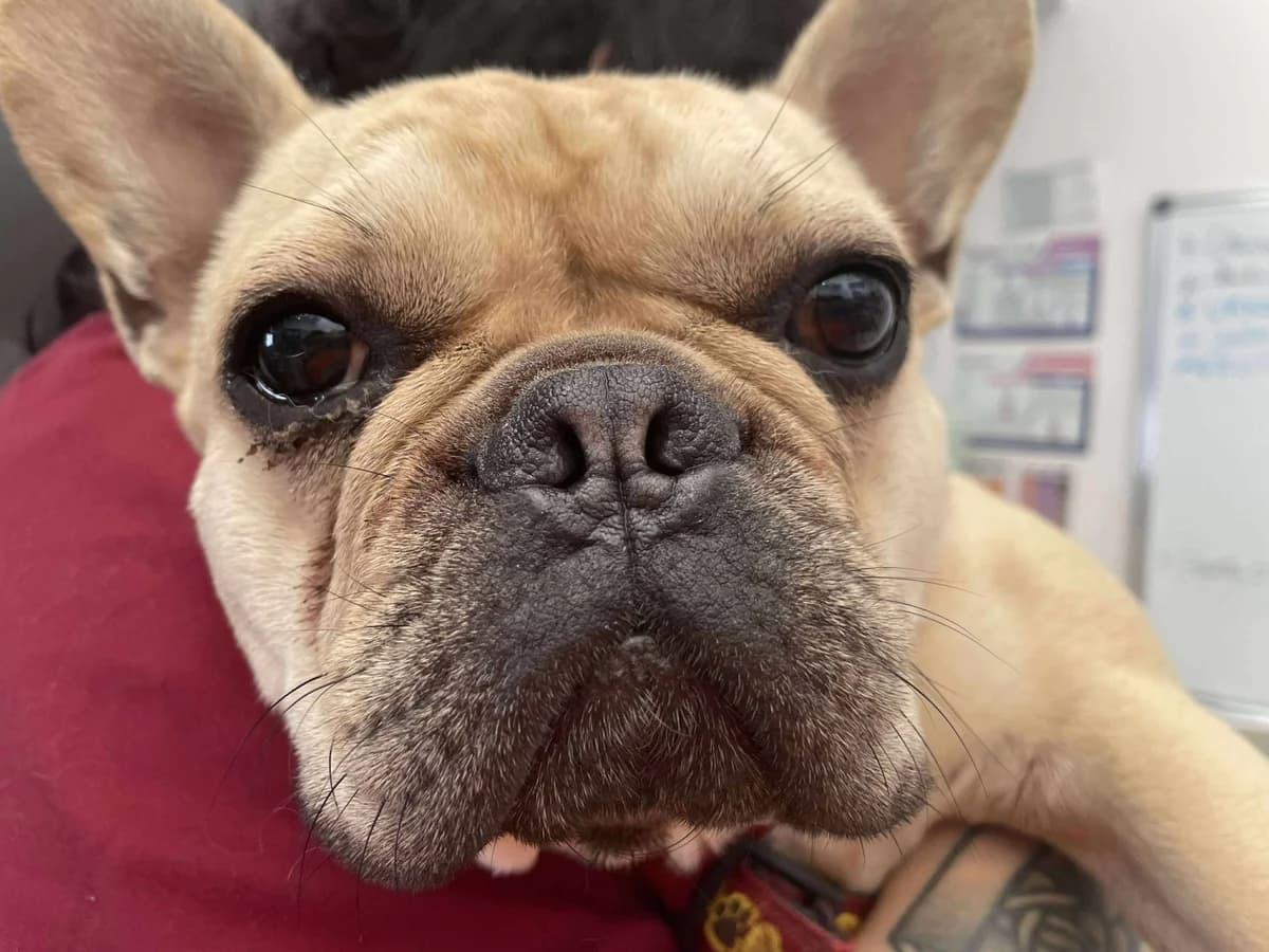 Urkan, male English Bulldog for adoption at Action 4 Pets, France
