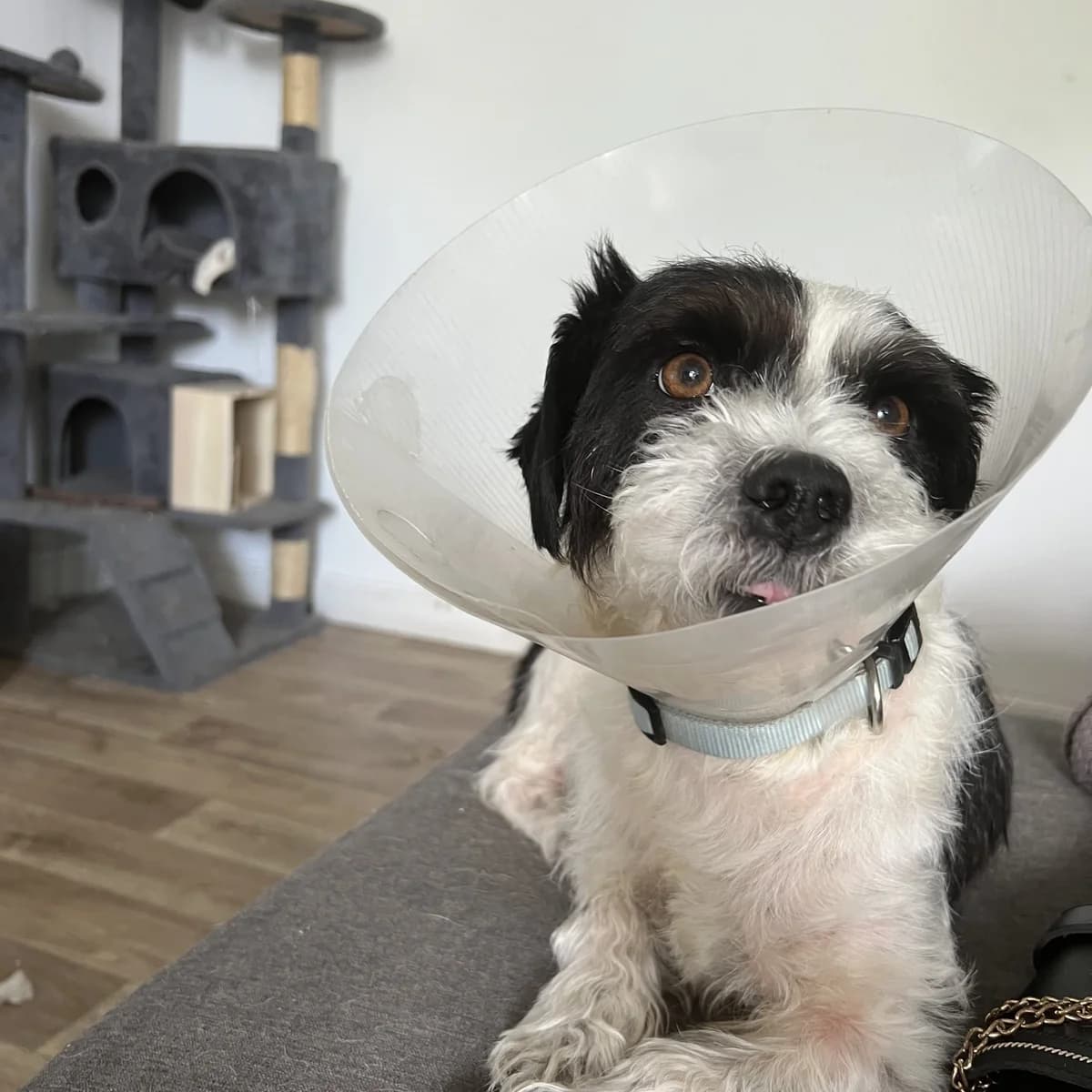 Scalp, male Shih Tzu for adoption at Action 4 Pets, France