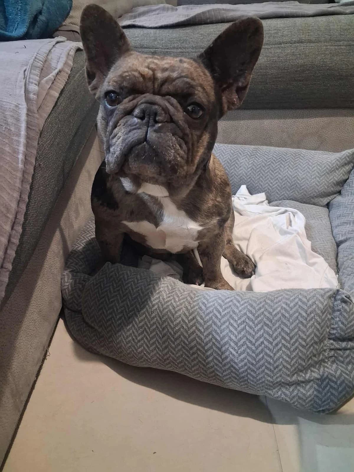 Tiki, female English Bulldog for adoption at Action 4 Pets, France