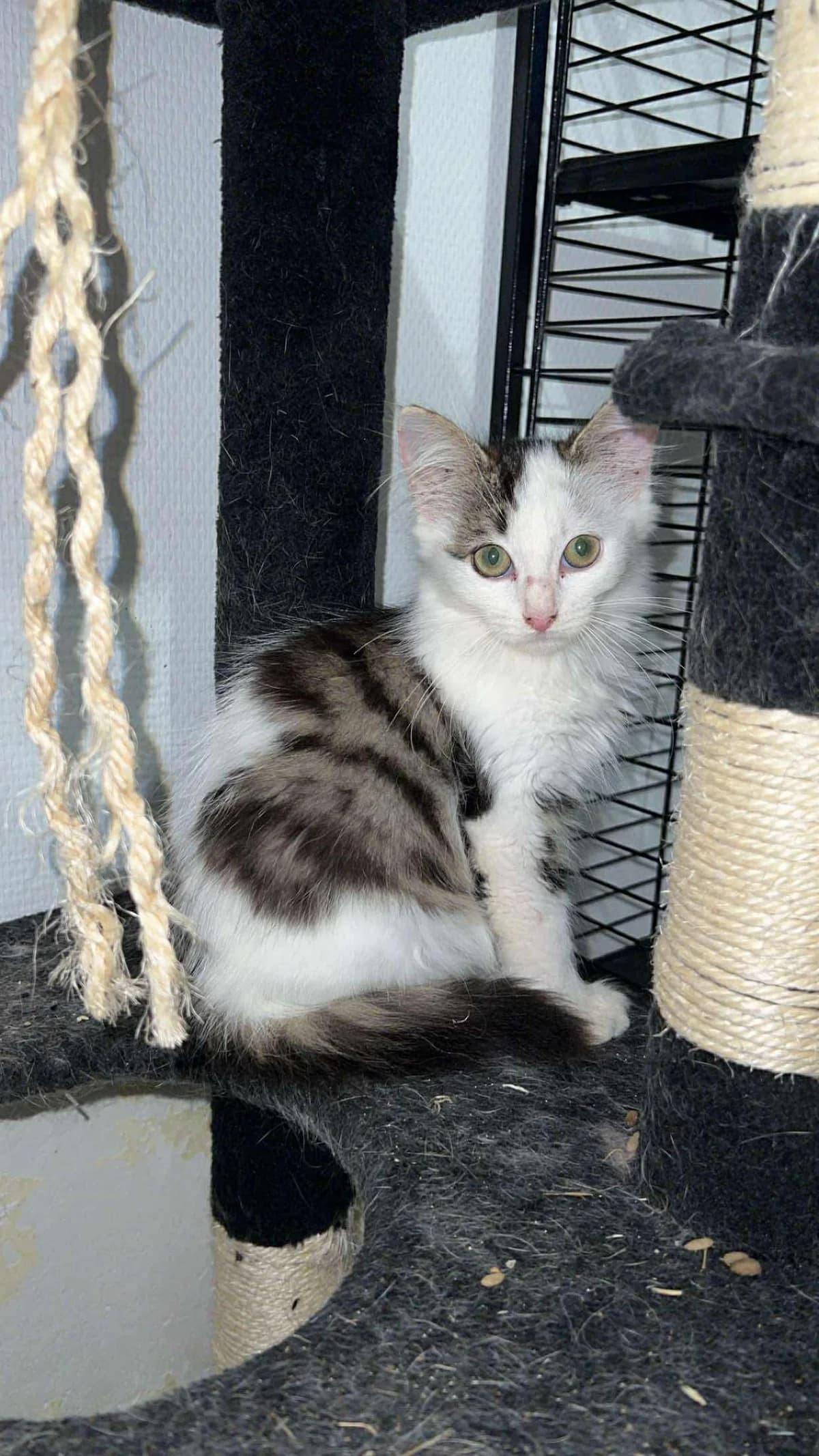 Amaya, female young European Shorthair for adoption at Action 4 Pets, action 4 pets
