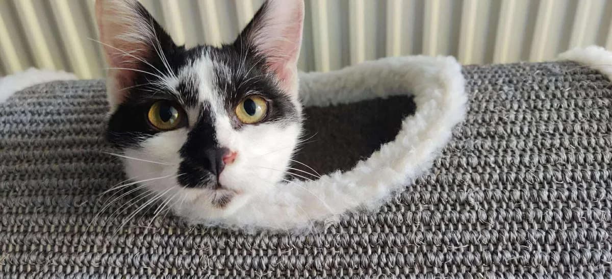 Aïoli, female young European Shorthair for adoption at Action 4 Pets, action 4 pets