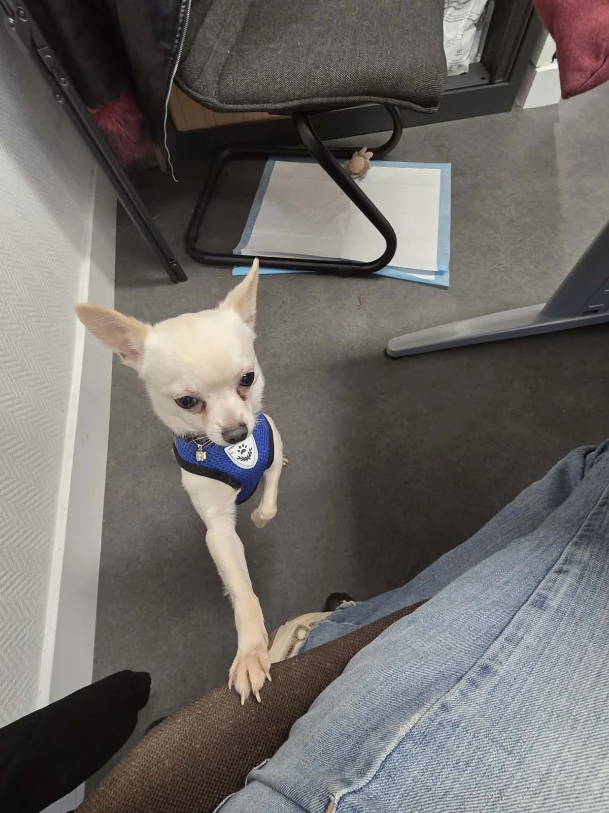 Tenko, male Chihuahua for adoption at Action 4 Pets, France