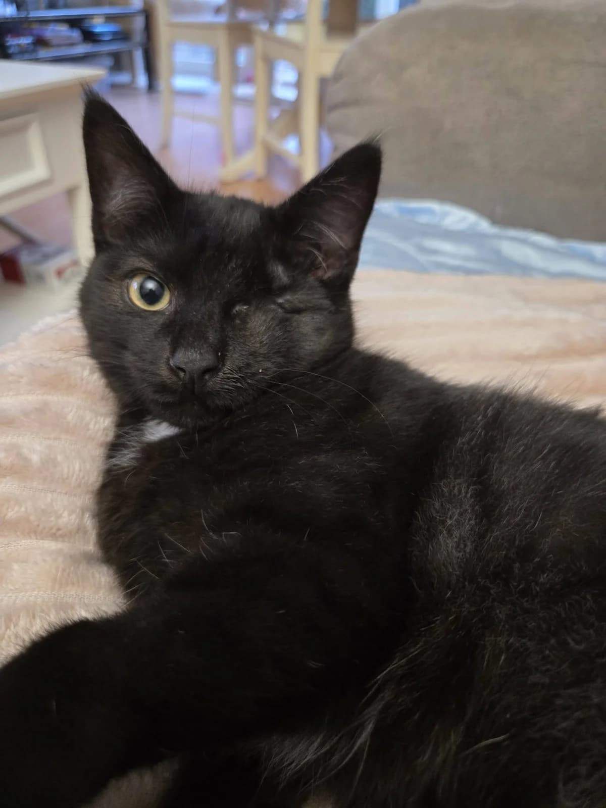 Argès, male young European Shorthair for adoption at Action 4 Pets, action 4 pets