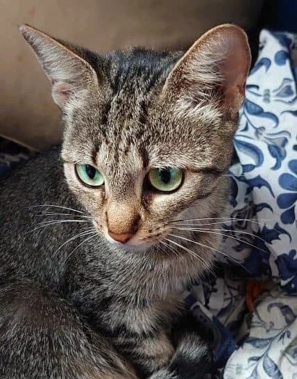 Pārvatī, female European Shorthair for adoption at Action 4 Pets, action 4 pets