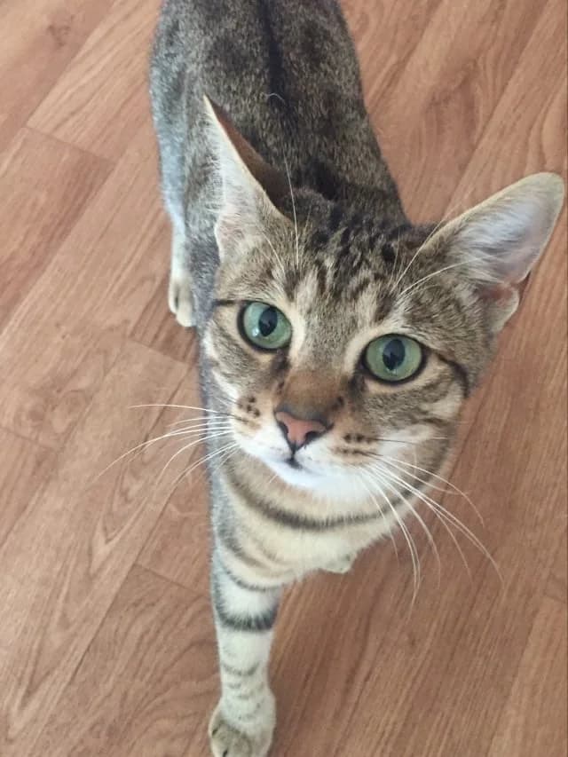 Rakat, female 6yo European Shorthair for adoption at Action 4 Pets, action 4 pets