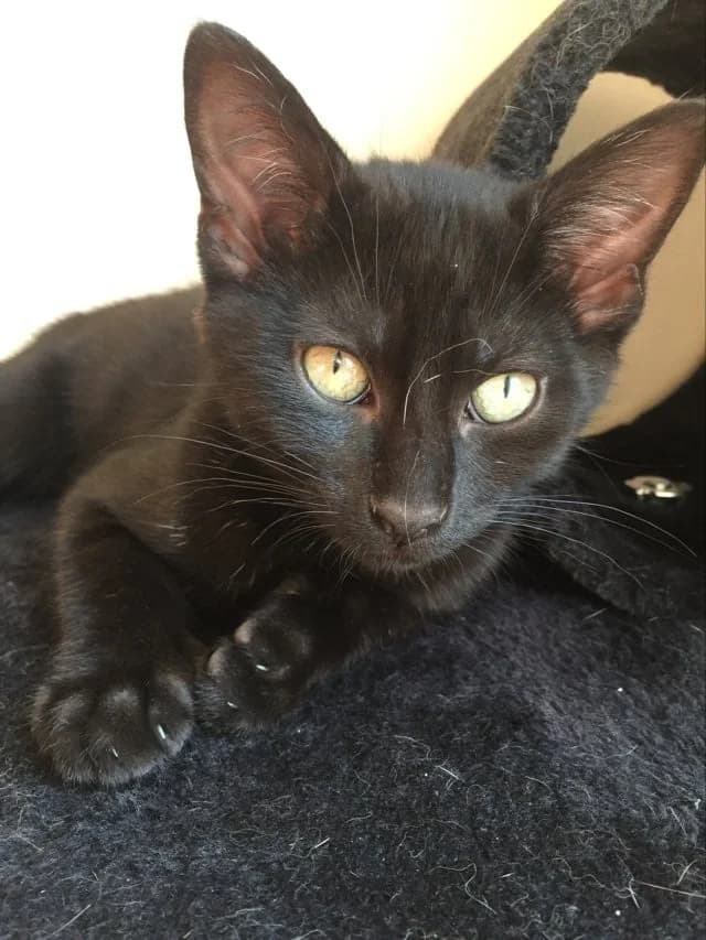 Shaphân, male 5yo European Shorthair for adoption at Action 4 Pets, action 4 pets