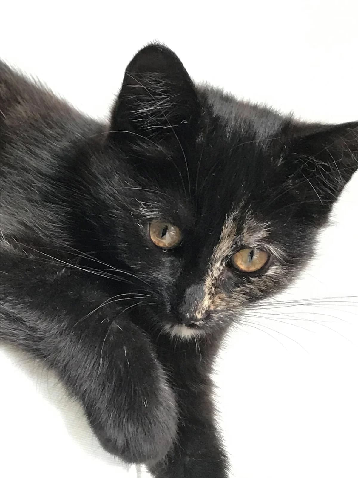 Scandale, female 5yo European Shorthair for adoption at Action 4 Pets, action 4 pets