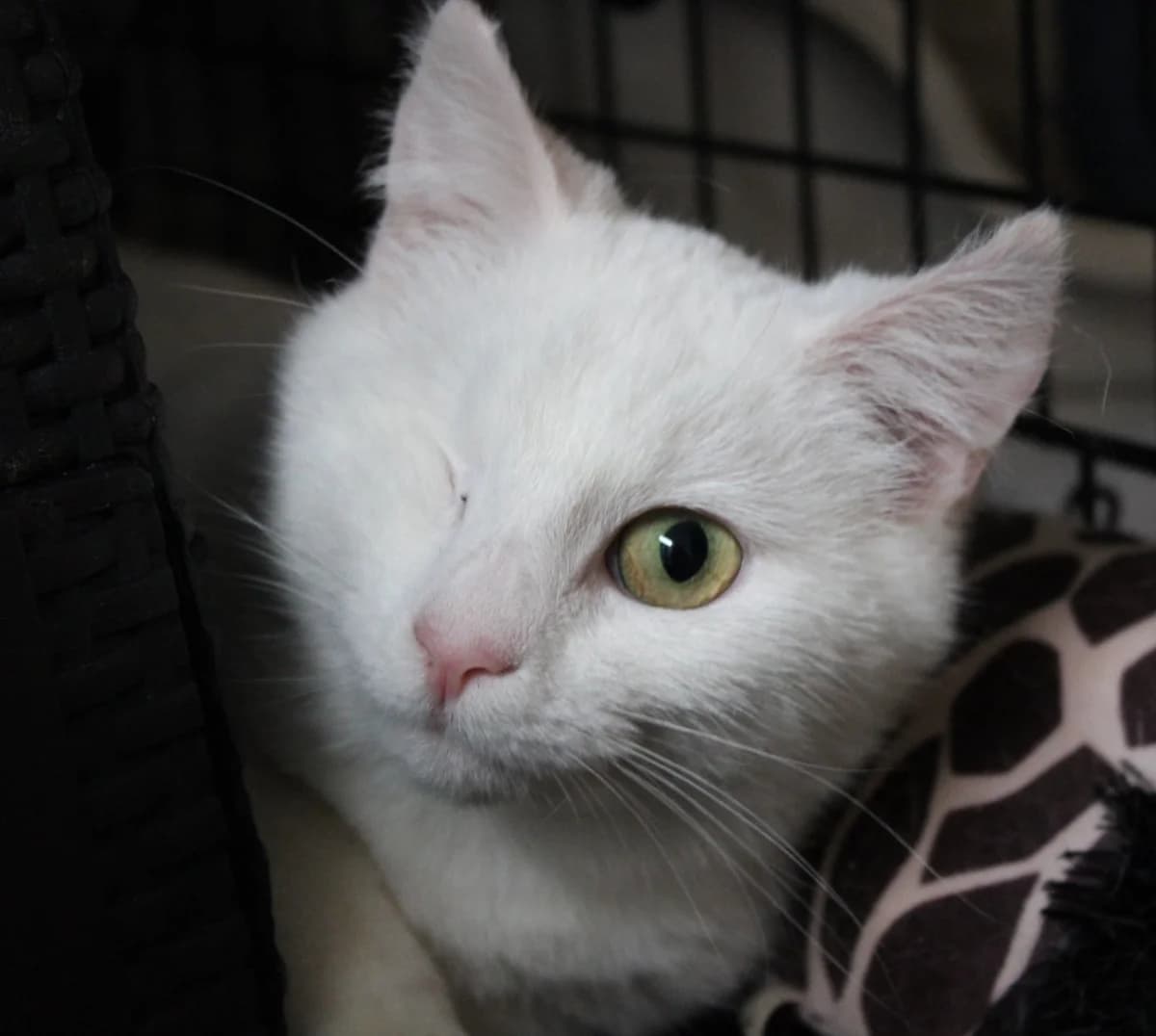 Qadesh, female 7yo European Shorthair for adoption at Action 4 Pets, action 4 pets