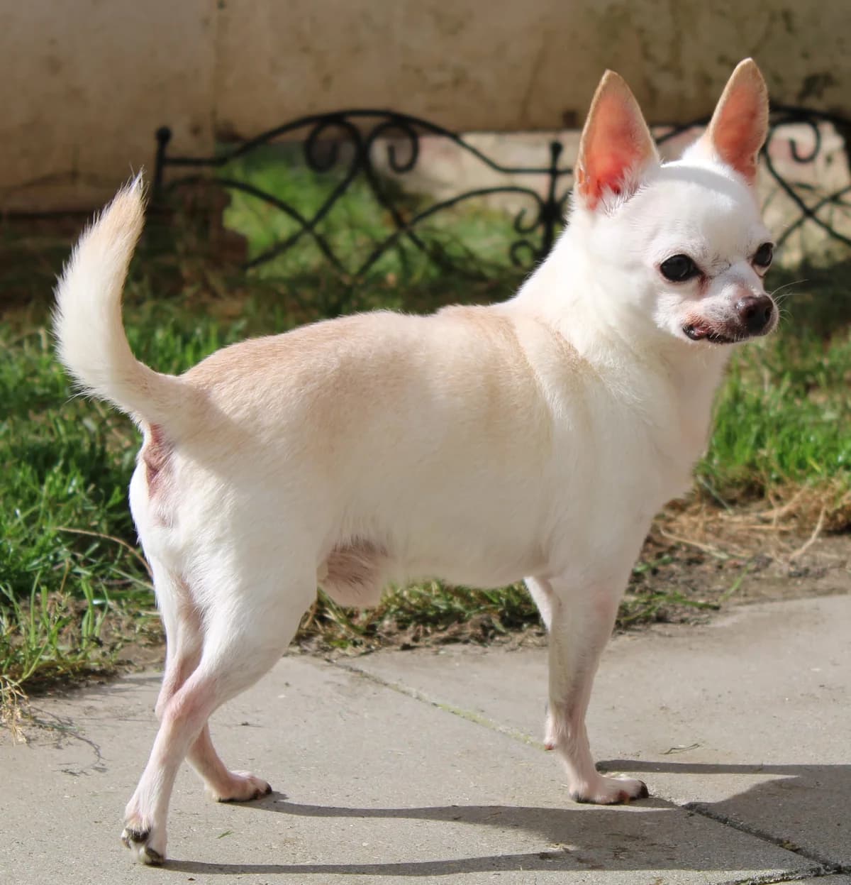 Graham, male senior Chihuahua for adoption at Action 4 Pets, France