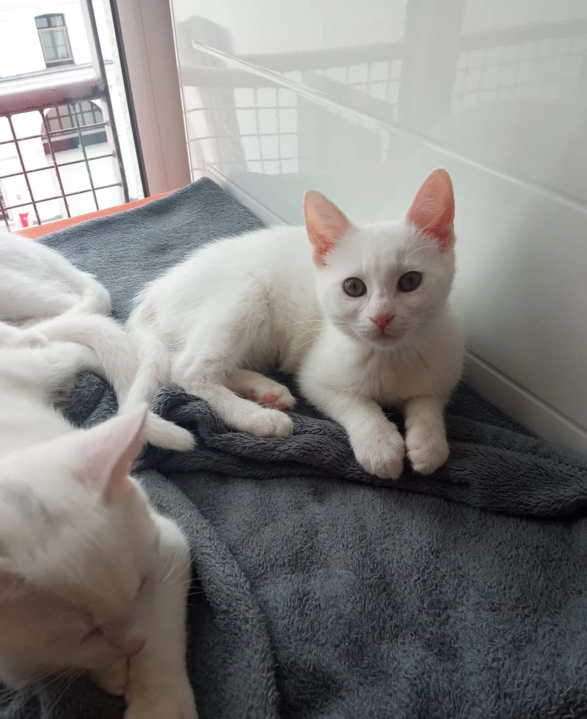 Sushi, female 5yo European Shorthair for adoption at Action 4 Pets, action 4 pets