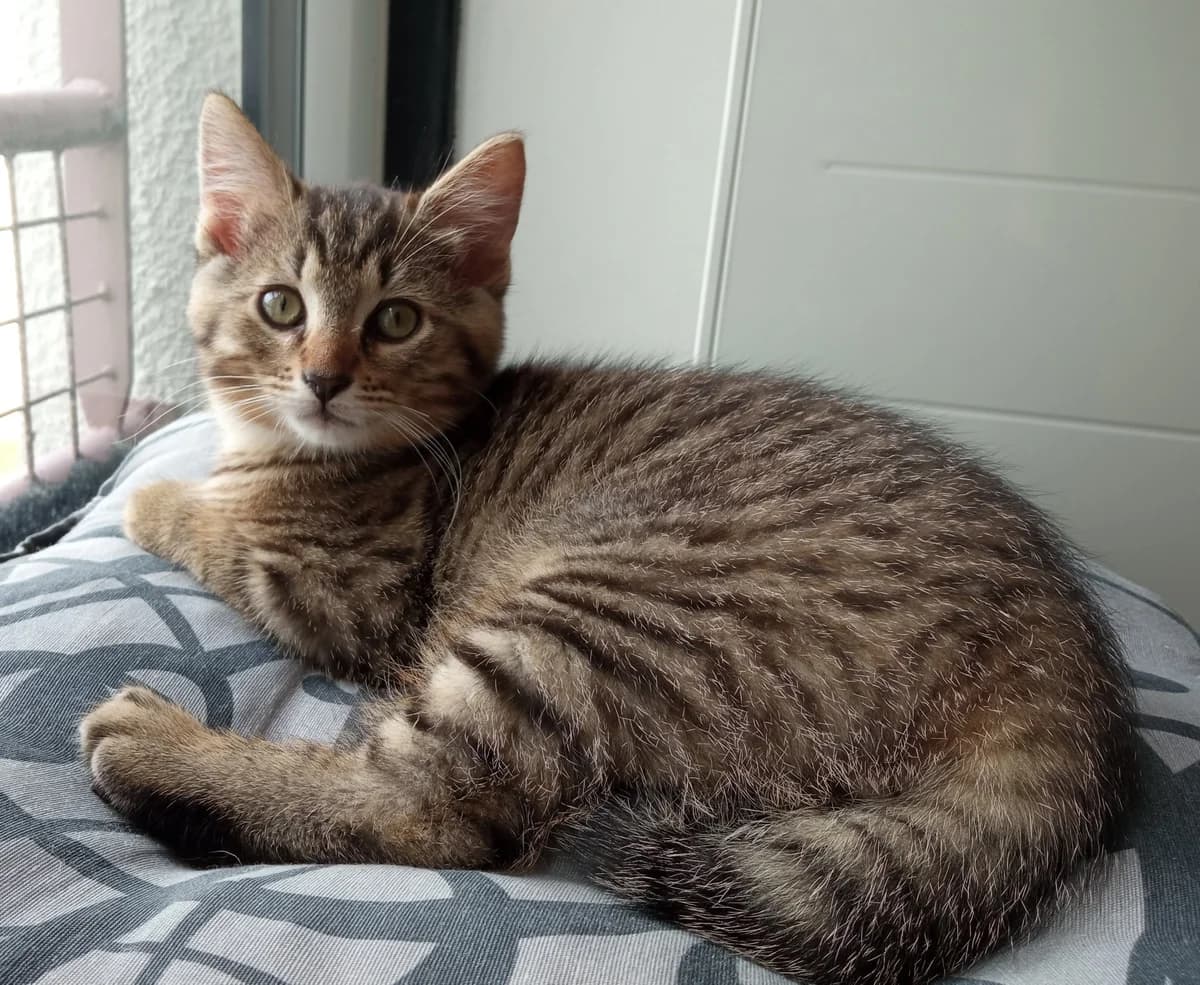 Shitaké, male 5yo European Shorthair for adoption at Action 4 Pets, action 4 pets