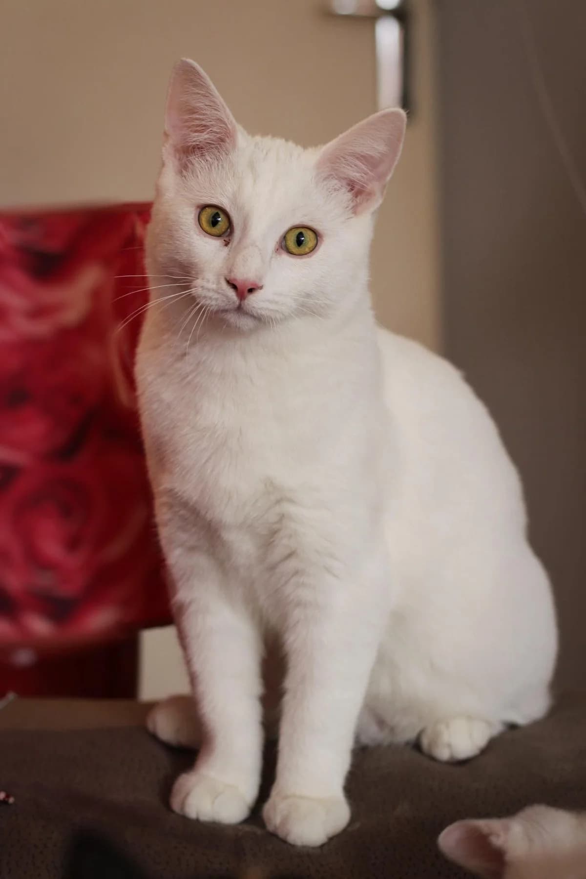 Seth, male 5yo European Shorthair for adoption at Action 4 Pets, action 4 pets