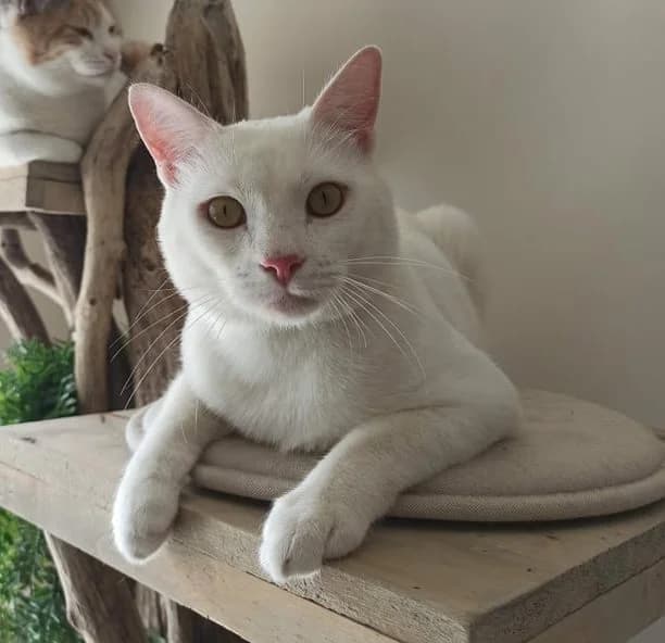 Narguilé, male senior European Shorthair for adoption at Action 4 Pets, action 4 pets
