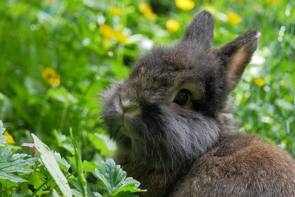 Oriflamme, male mixed breed for adoption at Action 4 Pets, France