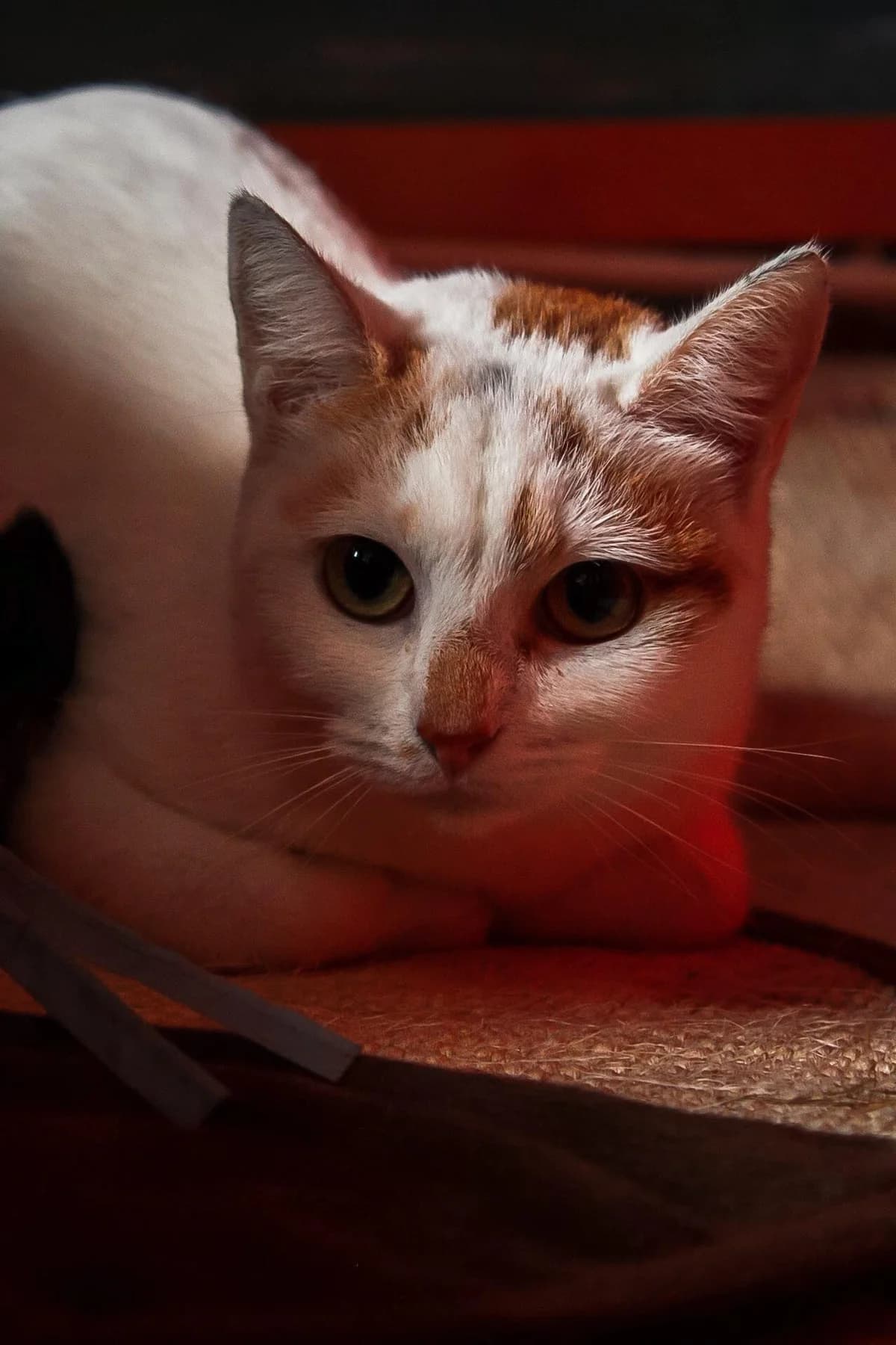 Péra, female 7yo European Shorthair for adoption at Action 4 Pets, action 4 pets