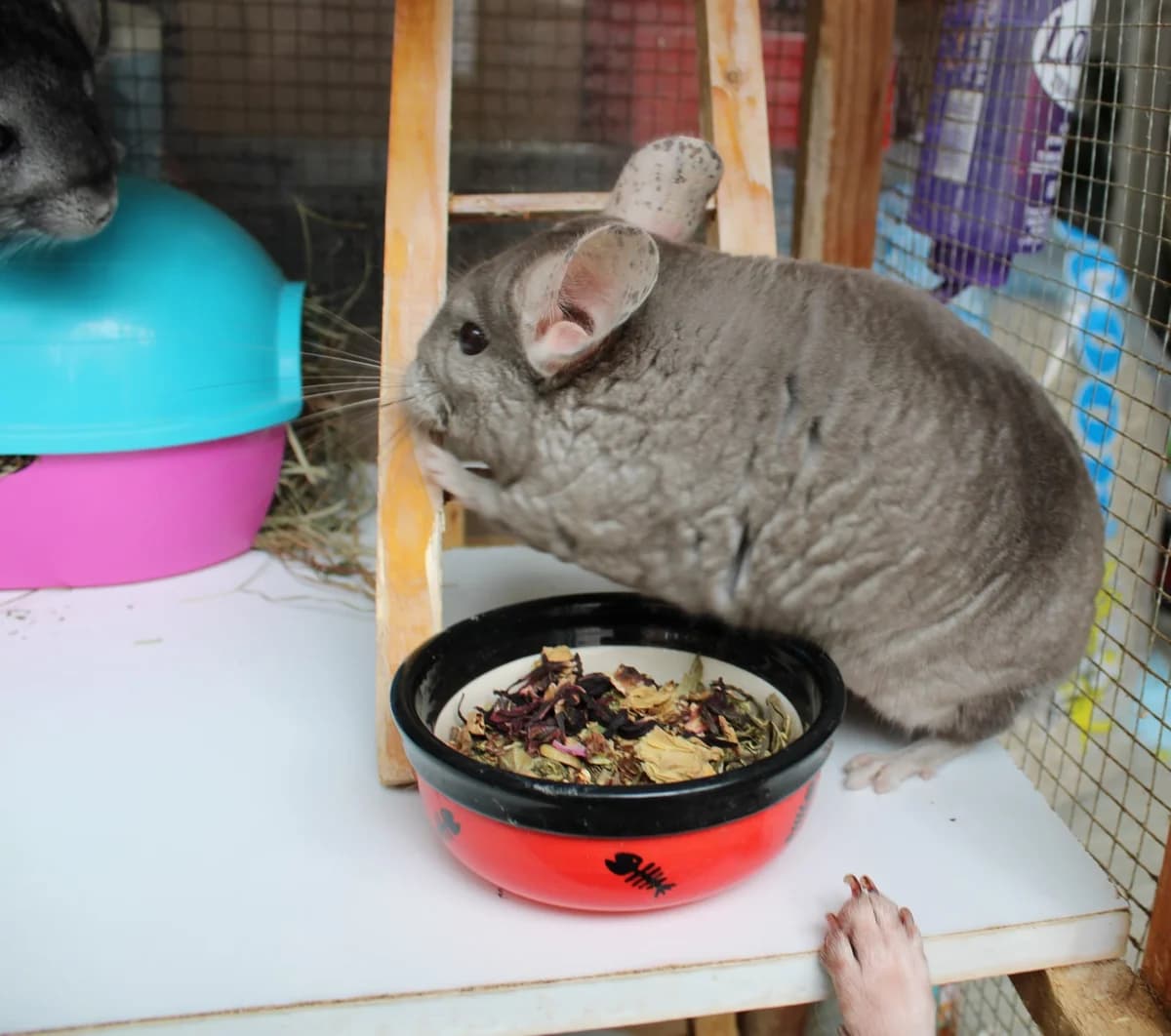 Modoki, female senior mixed breed for adoption at Action 4 Pets, France