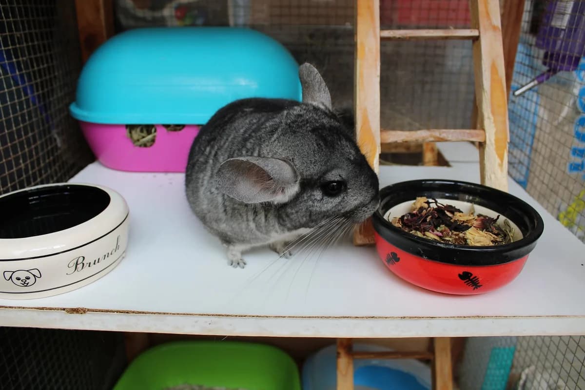 Myosotis, female mixed breed for adoption at Action 4 Pets, France