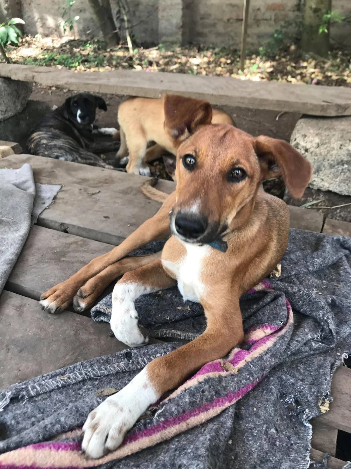 Ringo, male 6yo mixed breed for adoption at Action 4 Pets, France